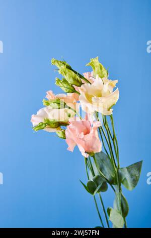 Bouquet di Eustoma, comunemente noto come lisianthus, Prairie gentian o texas bluebell Foto Stock