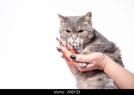 Il gatto della razza britannica ha un colore argento tabby in mani femminili su sfondo bianco Foto Stock