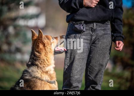 Allenati con un cane pastore tedesco nel parco in una serata di sole Foto Stock