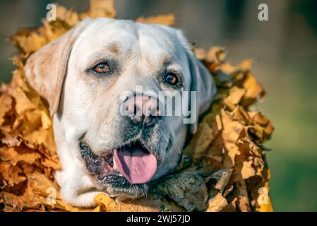 Autunno un cane Labrador adulto di colore fawn sorridente con una corona di foglie d'acero giallo intorno al collo Foto Stock