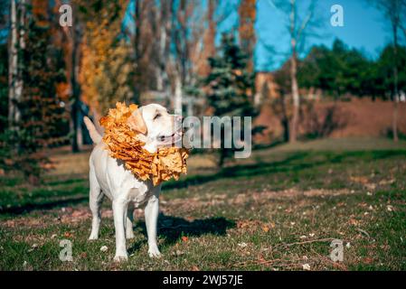 Autunno un cane Labrador adulto di colore fawn sorridente con una corona di foglie d'acero giallo intorno al collo Foto Stock