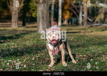 Cane bullo americano in un cappello invernale con pompom in autunno nel parco in una giornata di sole Foto Stock