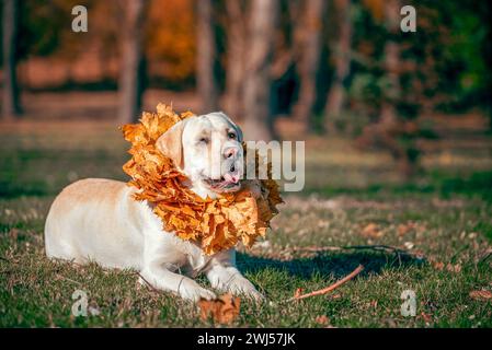 Autunno un cane Labrador adulto di colore fawn sorridente con una corona di foglie d'acero giallo intorno al collo Foto Stock