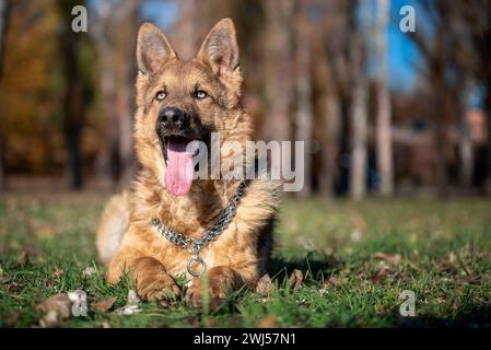 Ritratto su larga scala di un pastore tedesco su un prato verde in un parco in autunno in una giornata di sole Foto Stock