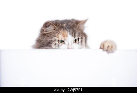 Gatto mongrel dai capelli lunghi che sbuca da dietro una partizione bianca Foto Stock