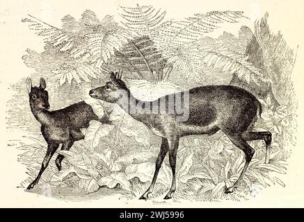 Vecchia illustrazione incisa di Amazzonia Brown Deer. Di autore sconosciuto, pubblicato su Brehm, Les Mammifers, Baillière et fils, Parigi, 1878 Foto Stock