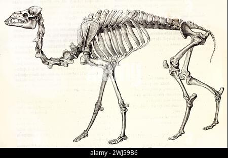 Struttura scheletrica a profilo completo di un dromedario in antico stile di incisione bianco e nero isolato su sfondo bianco. Autore sconosciuto, Parigi 1878 Foto Stock