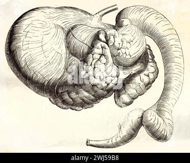 Illustrazione anatomica incisa dello stomaco dromedario, evidenziando la struttura interna e le camere digestive. Da Brehm's atlas, 1878. Foto Stock