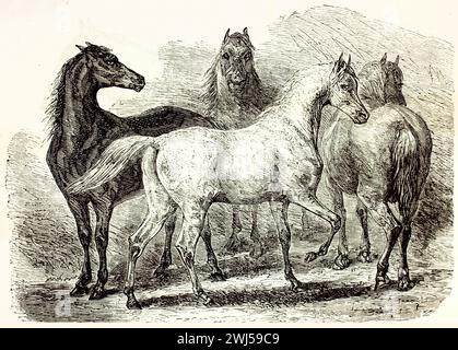 Vecchia figura raffigurante una mandria di cavalli. Creato da Trichon e Lehnart, pubblicato su Brehm, Les Mammifers, Baillière et fils, Parigi, 1878 Foto Stock