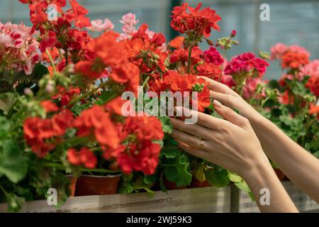 Primo piano delle mani femminili che prendono i fiori colorati nel centro del giardino Foto Stock