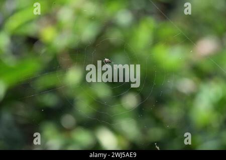 Vista ravvicinata di una piccola ragnatela con un piccolo ragno seduto al centro con un piccolo insetto intrappolato sulla seta vicino al ragno Foto Stock