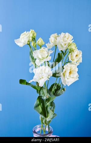 Bouquet di Eustoma, comunemente noto come lisianthus, Prairie gentian o texas bluebell Foto Stock