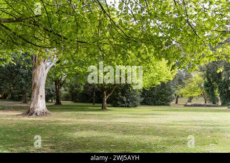 Splendido parco verde a Umpherston Sinkhole, Mount Gambier, Australia meridionale. Foto Stock