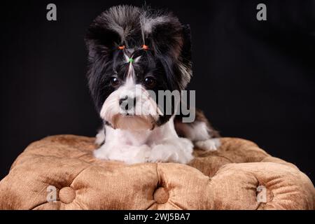 Primo piano del castoro Yorkshire Terrier perfettamente curato, adagiato su un pouf su sfondo nero Foto Stock