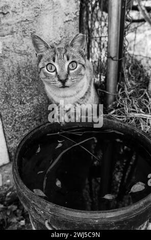 Dettaglio di un gatto senzatetto abbandonato, adozione e protezione degli animali Foto Stock