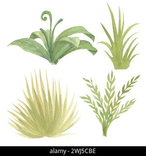 Una serie di illustrazioni ad acquerello con rappresentanti della flora e di varie piante tropicali: Erba, cespugli, felci. Isolato, fatto a mano Foto Stock