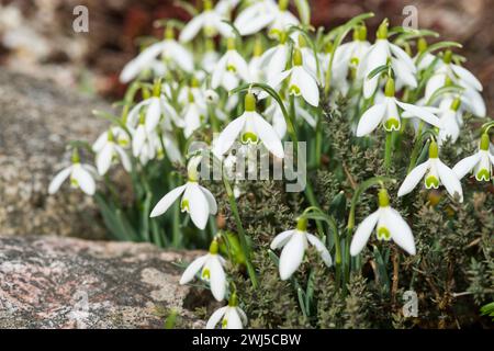 Snowdrops spring Foto Stock