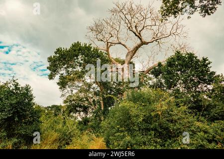 Un albero di baobab che cresce nella foresta di Arabuko Sokoke Forest a Malindi, Kenya Foto Stock
