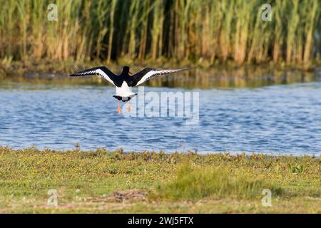 Oystercatcher che sbarcano sul Mar Baltico Foto Stock