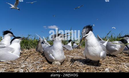 La colonia riproduttiva di Sandwich Terns (Sterna sandvicensis) seduta sulle uova a Umalaid, isola di Kihnu, contea di Parnu, Estonia Foto Stock