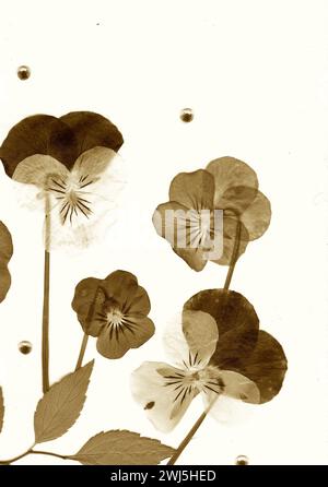 Fiori estivi pressati in seppia su sfondo bianco. Foto Stock