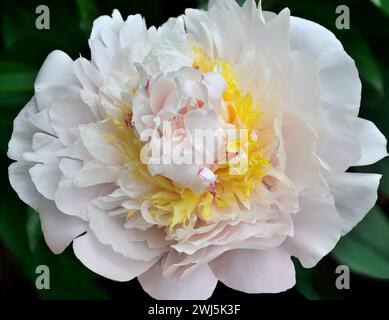 Dilicate rosa pallido - doppio fiore di peonia bianco, bouquet variegato e profumato da vicino, con staminodi gialli o petalodi tra due livelli di petali delicati Foto Stock