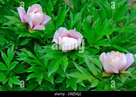 Tre gemme di delicati fiori semi-doppi di peonia bianco-rosa con macchie di lavanda scura alla base dei petali, primo piano nel giardino estivo. Itoh ibrido, variet Foto Stock