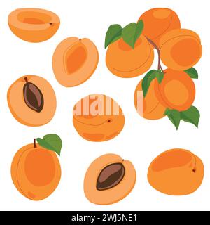 Set di albicocche. Illustrazione vettoriale di frutti deliziosi in stile cartoni animati. Frutta intera matura e fette isolate su sfondo bianco. Elemento per design, l Illustrazione Vettoriale