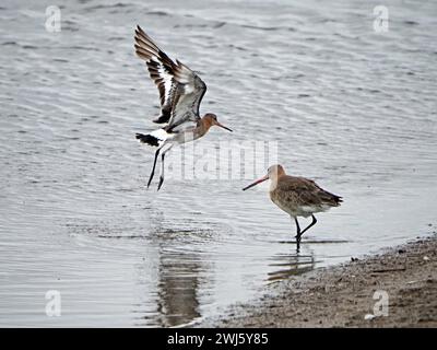 2 due Godwits dalla coda nera (Limosa limosa) in inverno plumage - uno in volo - a riva presso RSPB Leighton Moss, Lancashire, Inghilterra, Regno Unito Foto Stock