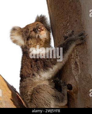 Koala nell'Australia Occidentale immergendosi nell'ultimo raggio di sole Foto Stock