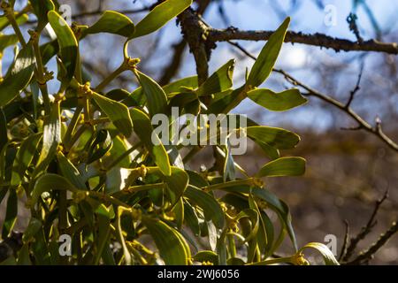 Rami verdi di bianco vischio primo piano, album Viscum, Santalaceae, simbolo romanticismo, fertilità, e vitalità, pianta emipara, albero killer, primavera Foto Stock