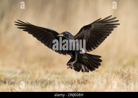 Flying Bird Rook corvus frugilegus atterraggio, uccello nero in inverno, Polonia Europa Foto Stock