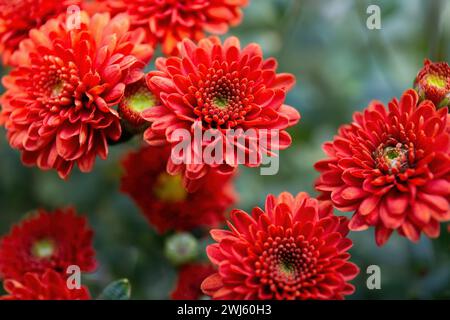 Primo piano dei fiori rossi del crisantemo in piena fioritura, con un verde intenso Foto Stock