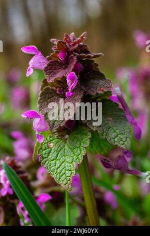 Ortica sorda che fiorisce in una foresta, Lamium purpurpureum. Primavera fiori viola con foglie primo piano. Foto Stock