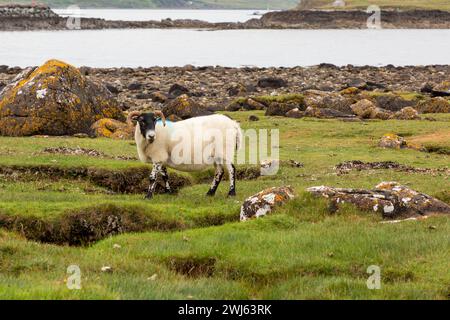 Scottish Blackface Free Range pecore britanniche che pascolano nei pascoli dell'Isola di Skye, Scozia Foto Stock