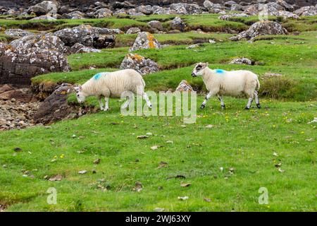 Agnelli britannici del Blackface Free Range scozzese che pascolano nei pascoli dell'Isola di Skye, Scozia Foto Stock