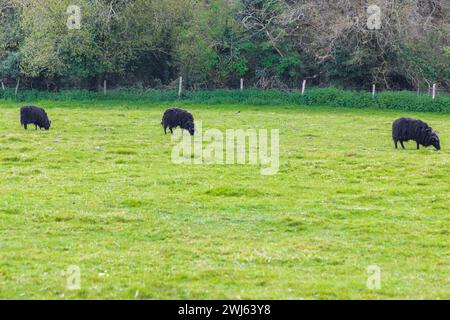 Pecora delle Ebridi pecora nera britannica di lana lunga che pascolano nei pascoli Foto Stock