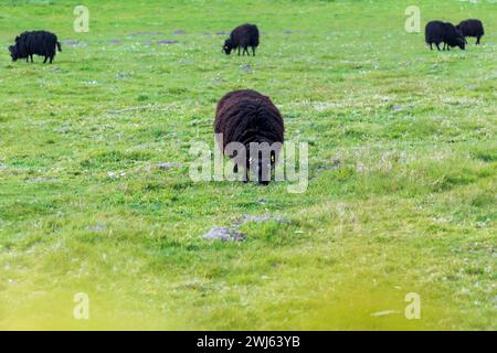 Pecora delle Ebridi pecora nera britannica di lana lunga che pascolano nei pascoli Foto Stock