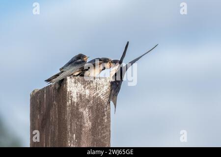 Barn Swallow (Hirundo Rustica) giovani nutriti da un genitore. Foto Stock