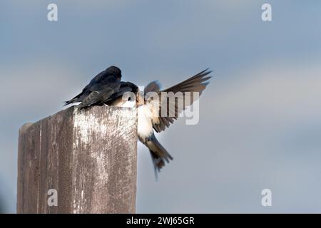 Barn Swallow (Hirundo Rustica) giovani nutriti da un genitore. Foto Stock