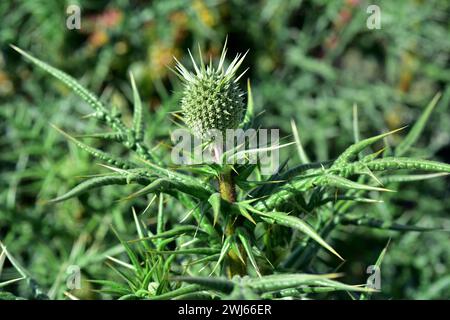 Echinops spinosissimum è un'erba perenne originaria dell'Europa sudorientale, del Nord Africa e dell'Asia occidentale. Dettaglio di infiorescenza giovane. Foto Stock