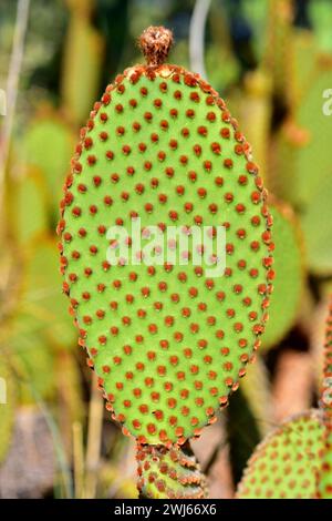 Le ali di Angelo o le orecchie conigliate (Opuntia microdasys) sono una pianta spinosa endemica del Messico centrale e settentrionale e del Texas ma naturalizzata nel re mediterraneo Foto Stock