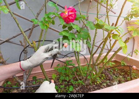 Giardinaggio domestico. Innaffiare piante in vaso. Sistema di irrigazione a goccia e gocciolatore in vaso di fiori con piante di rose con un uomo che controlla il sistema di irrigazione Foto Stock