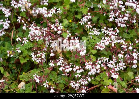 Il geranio di mele (Pelargonium odoratissimum) è un arbusto originario del Sudafrica. Fiori dettaglio. Foto Stock