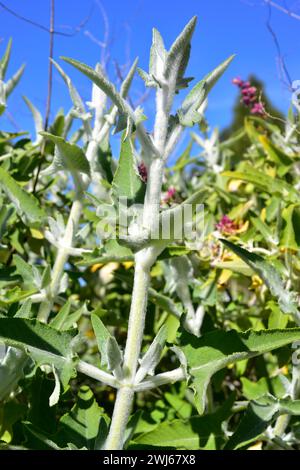 La salvia canariensis è un arbusto perenne endemico delle isole Canarie. Gambi pelosi e foglie dettaglio. Foto Stock