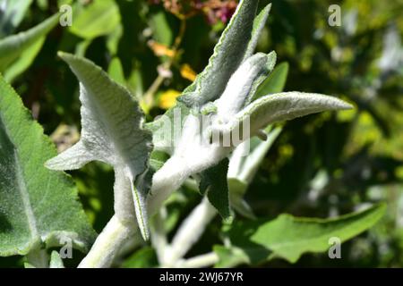 La salvia canariensis è un arbusto perenne endemico delle isole Canarie. Gambi pelosi e foglie dettaglio. Foto Stock
