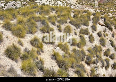 L'esparto o l'erba di esparto (Stipa tenacissima) è un'erba perenne endemica del Mediterraneo occidentale (Africa settentrionale e penisola iberica meridionale). PR Foto Stock