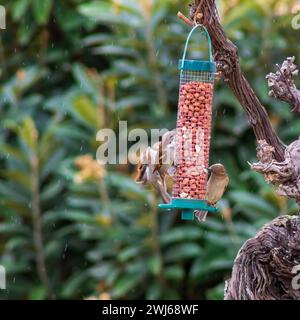 Passer domesticus, 3 passeri su un alimentatore di dadi in neve leggera Foto Stock