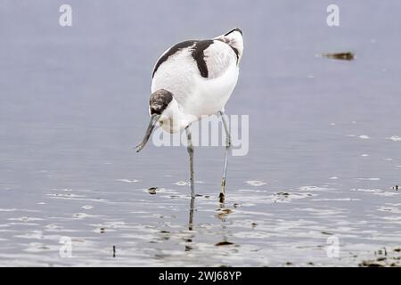 Caccia all'Avocet, National Trust, Brownsea Island, Dorset, Regno Unito Foto Stock