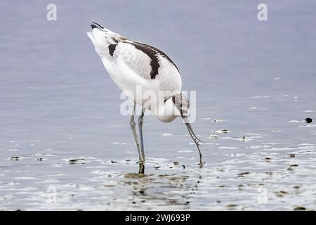 Avocet Catching lugworm, National Trust, Brownsea Island, Dorset, Regno Unito Foto Stock